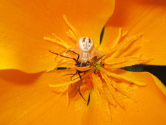 Misumenops temibilis