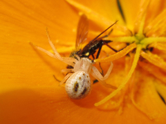 Misumenops temibilis