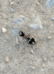 Ronisia barbarula