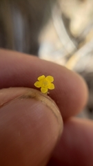 Erythranthe breviflora