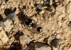 Ronisia barbarula