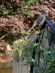 Mimus polyglottos image