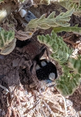 Ronisia barbarula