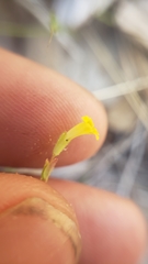 Erythranthe breviflora