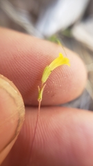 Erythranthe breviflora