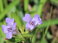 Dyschoriste oblongifolia image