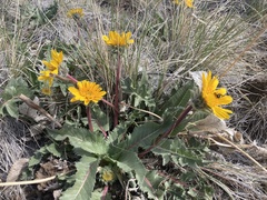 Balsamorhiza serrata