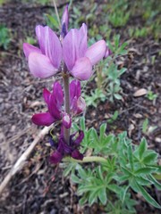 Lupinus hispanicus