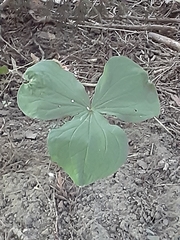 Callipetalon