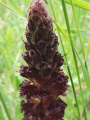 Orobanche foetida