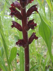 Orobanche foetida