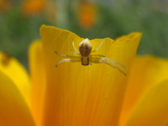 Misumenops temibilis