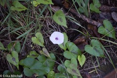 Ipomoea sagittifolia
