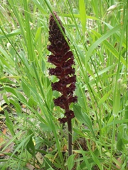 Orobanche foetida