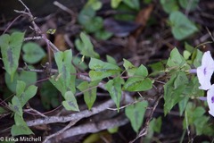 Ipomoea sagittifolia