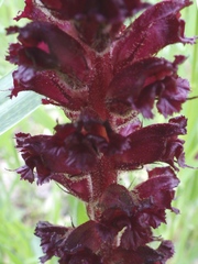 Orobanche foetida