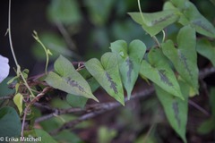 Ipomoea sagittifolia