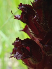 Orobanche foetida