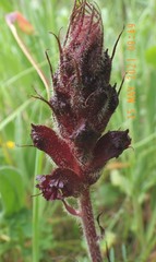 Orobanche foetida