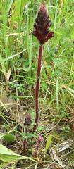 Orobanche foetida