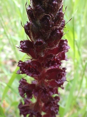 Orobanche foetida