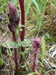 Orobanche foetida