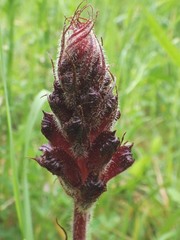 Orobanche foetida