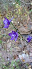 Delphinium pentagynum