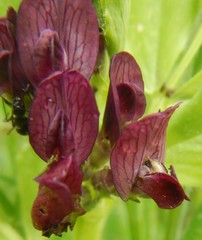 Vicia serratifolia