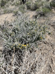 Tetradymia spinosa
