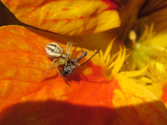 Misumenops temibilis