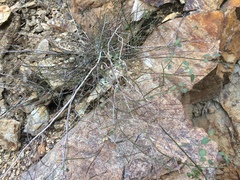 Ayenia compacta