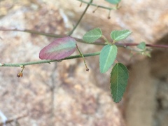 Ayenia compacta