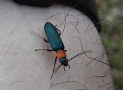 Ischnomera xanthoderes