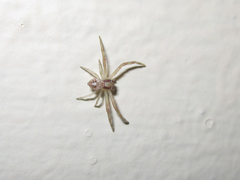 Misumenops temibilis