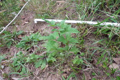 Vitex negundo cannabifolia