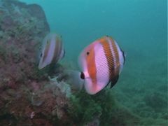 Coradion chrysozonus