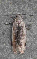 Filatima