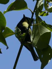 Machlolophus xanthogenys