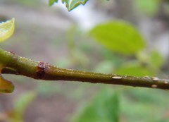 Alnus lusitanica