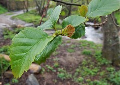 Alnus lusitanica