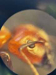 Camponotus decipiens