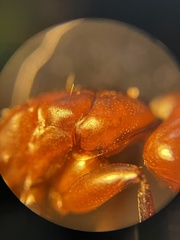 Camponotus decipiens