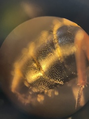 Camponotus decipiens