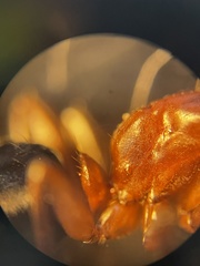Camponotus decipiens