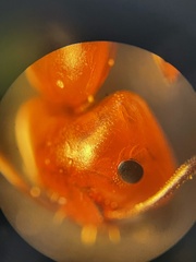 Camponotus decipiens