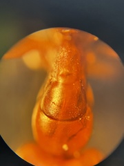 Camponotus decipiens