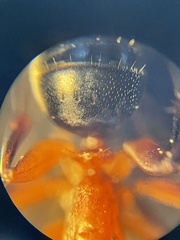 Camponotus decipiens