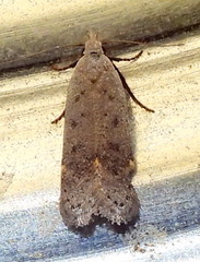 Anacampsis comparanda