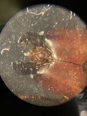 Camponotus decipiens